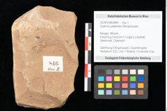 Foto (Objekt + Etikett) von Quercus palaeoilex Ettingshausen (NHMW-GEO-2024-0188-0846)